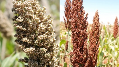 Sorghum (left) Millet (right)