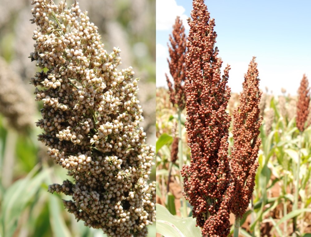 milo vs sorghum