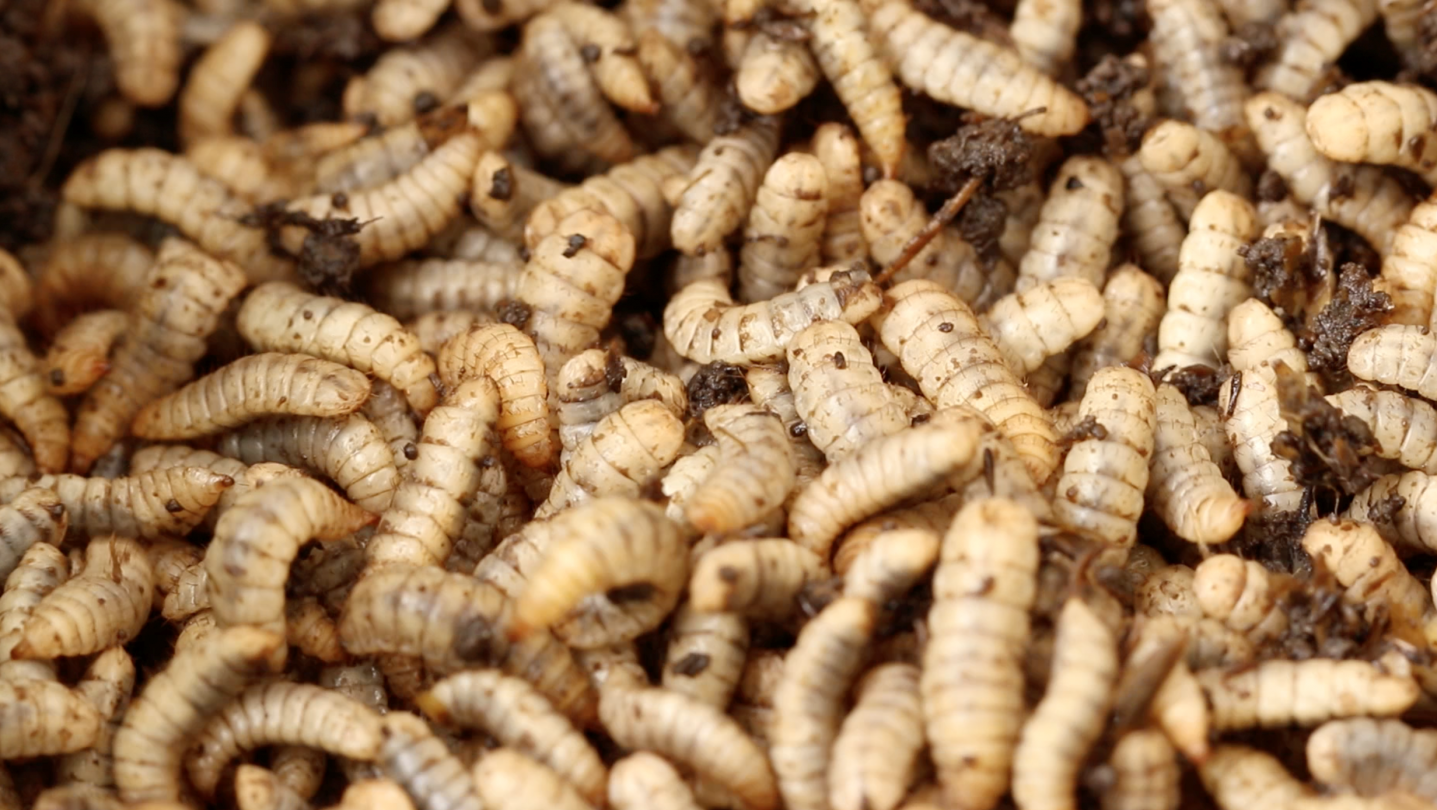 Black Soldier Fly Larvae As Alternative And Affordable Protein For 